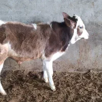 فروش 23راس گوساله نر گیل دورگ وزن 100 کیلو