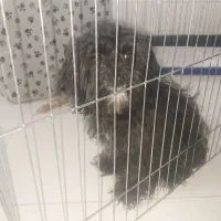 سگ پودل ترییر