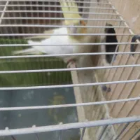 یک جفت عروس هلندی مولد