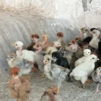 جوجه مرغ گردن لخت. گلین. گلین گردن لخت