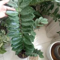 زاموفیلیا و....