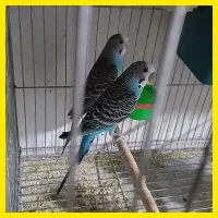 جفت مرغ عشق با جوجه /کوتوله برزیلی/تخم بلدرچین