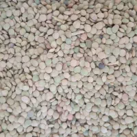 عدس دیم مناسب بذر 400000