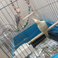 عروس هلندی عروس هلندی مولد عروس دستی لوتینو