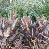 فروش پاجوش
