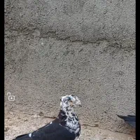 سوسکی سینه سفیدکاکلی