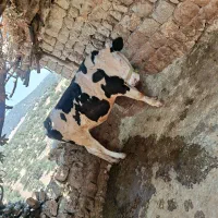 فروش فوری