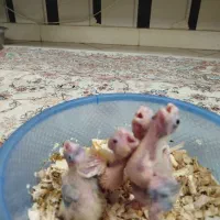 جوجه عروس طوطی سرلاکی