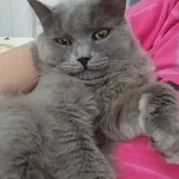 گربه|گربه|سهند, |دیوار