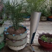 نهال نخل|گل و گیاه طبیعی|زاهدان, |دیوار