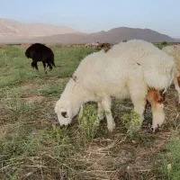 بره ماده دورگ