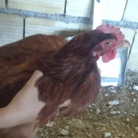 یک مرغ محلی تخمگذار