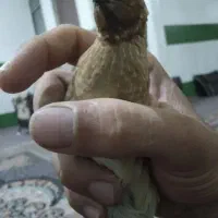 بلدرچین صحرایی