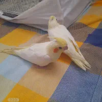 دوعدد عروس فول دستی