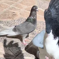 ۶ عدد کبوتر|پرنده|محمدیه-قزوین, |دیوار