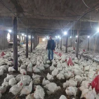 کارگر مرغداری اتباع