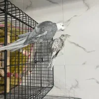 عروس هلندی مولد