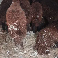 بره گوشت شیر نر