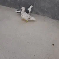 کبوتر|پرنده|شیروان (خراسان), |دیوار