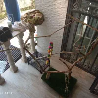 استند برای پرنده
