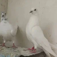 کبوتر خالدار ولوتی نوک جمع