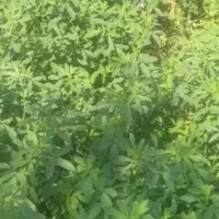 یونجه