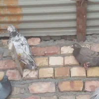 کفتر پرشی و جفتگاه
