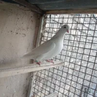 کفتر|پرنده|اراک, |دیوار