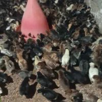 جوجه  انواع رنگ بهترین تخم گذاری مرغ