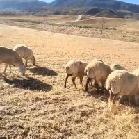 130گوسفند داشتی همشون جوان