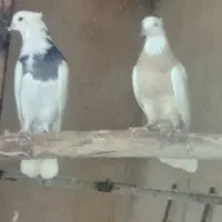 فروش‌طوقی