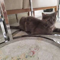 گربه اسکاتیش