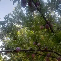 آلو|خدمات باغبانی و درختکاری|کشاورز, |دیوار