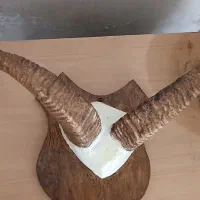 شاخ طبیعی