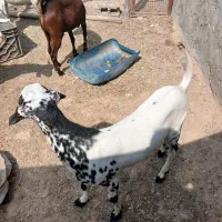 فروش،کهره