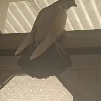 کفتر دم سیاه