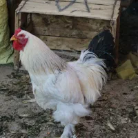 برهما خروس گردن کلفت