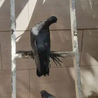 کبوتر|پرنده|تهران, استخر|دیوار