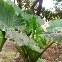 گل زیبا و سرسبز