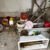 تعدادی گلدان|گل و گیاه طبیعی|تهران, پونک|دیوار