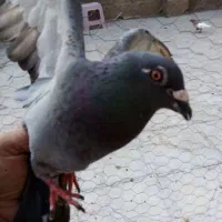 ماده پلاکی