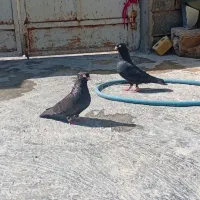 کبوتر