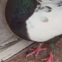 کفتر جوجه