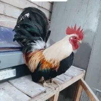 خروس زیبا و اصیل ایرانی بسیار با غیرت