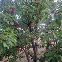 فروش-زمین-مسکونی-و-کشاورزی