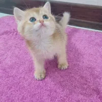 گربه بریتیش گلد نر و ماده