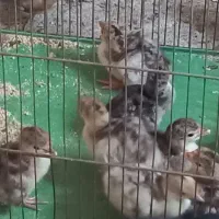 جوجه بوقلمون محلی یک روزه و ده روزه