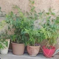 گل‌ محبوبه شب و انواع آگاو و غیره