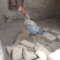 ۵عدد مرغ و دوتا خروس لاری و یع عدد جوجه