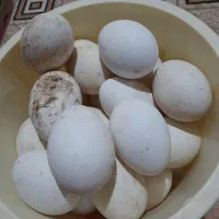 تخم غاز تازه